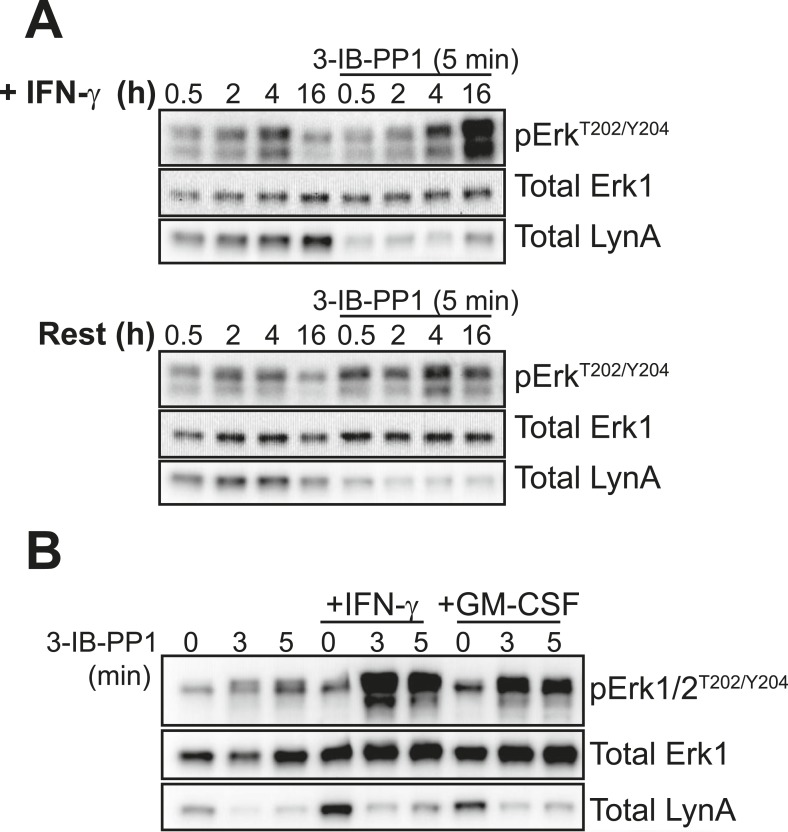 Figure 7—figure supplement 1.