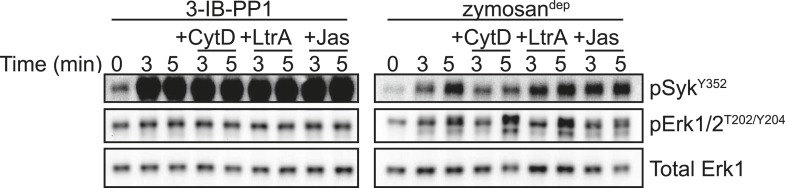 Figure 4—figure supplement 3.