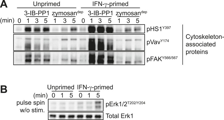 Figure 5—figure supplement 1.