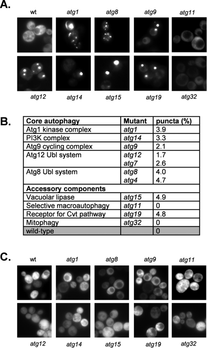 FIGURE 1: