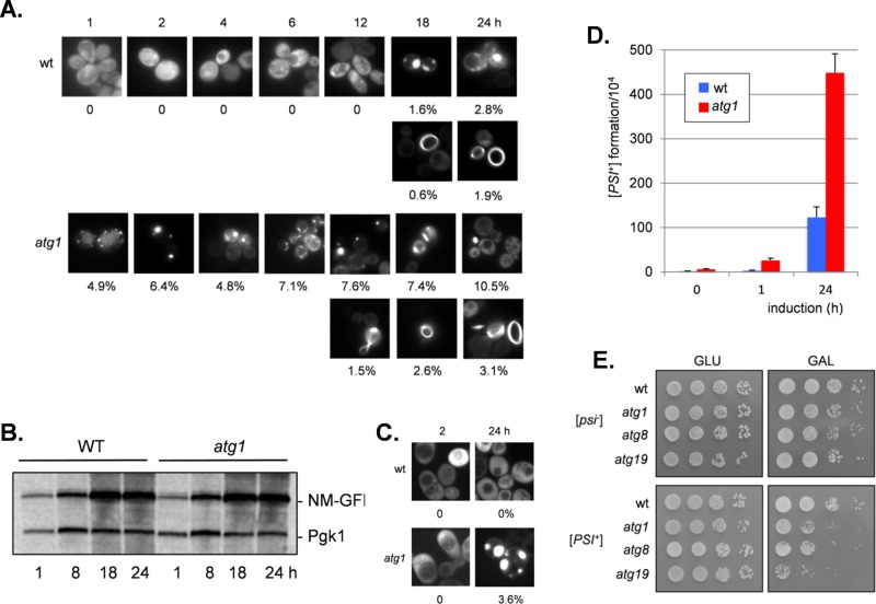 FIGURE 4: