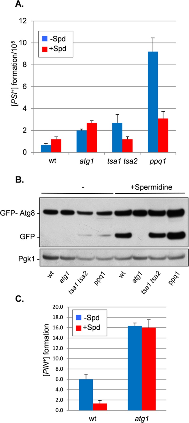 FIGURE 5: