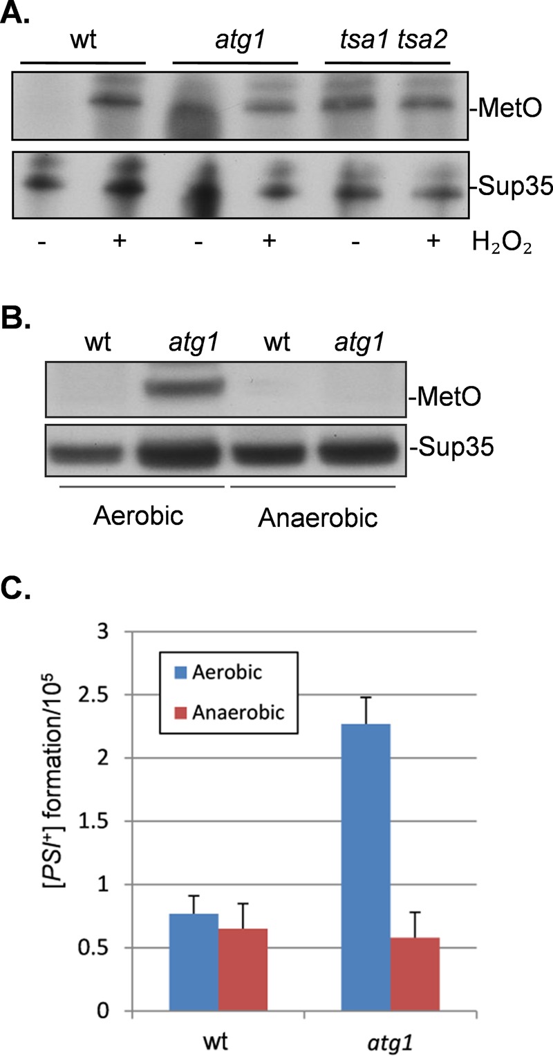 FIGURE 7: