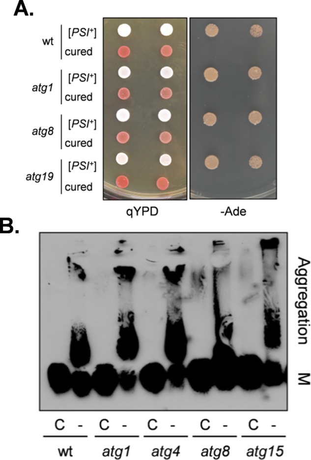 FIGURE 2: