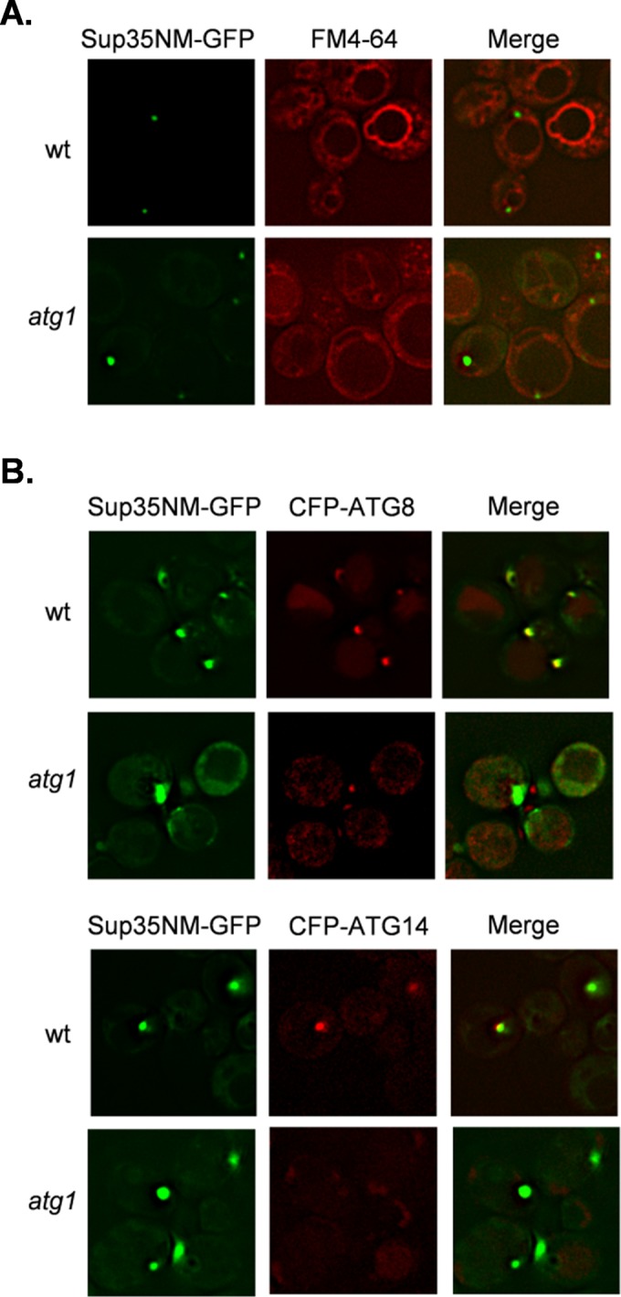 FIGURE 6: