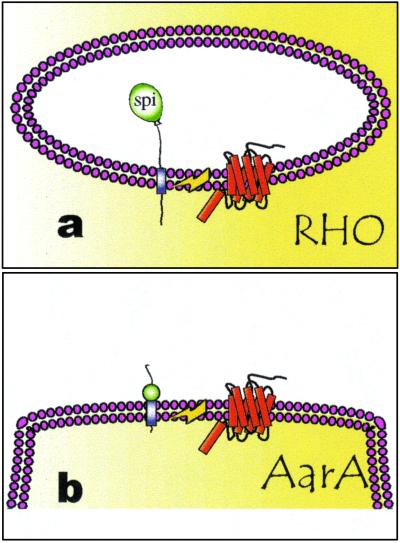 Fig 7.