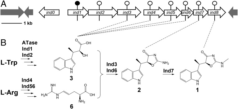 Fig. 1.