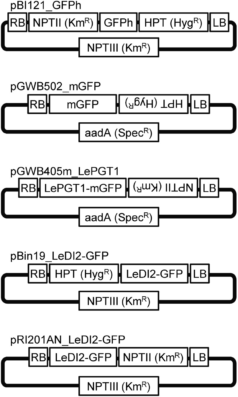 Figure 1. Structure of the plasmids vectors used in this study. LB, left border; RB, right border; NPT, neomycin phosphotransferase; HPT, hygromycin phosphotransferase; aad, aminoglycoside adenylyltransferase; Km, kanamycin; Hyg, hygromycin; Spec, spectinomycin.