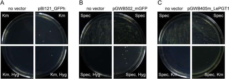 Figure 2. Screening of transformed R. rhizogenes strain A13. A13 clones transformed with pBI121_GFPh (A), pGWB502_mGFP (B), and pGWB405m_LePGT1 (C) were culture on media containing antibiotics, for bacterial selection alone (upper panel) or for both bacterial and plant selections (lower panel). Each left panel shows A13 transformation without vector and each right panel shows A13 transformed with each vector plasmid.