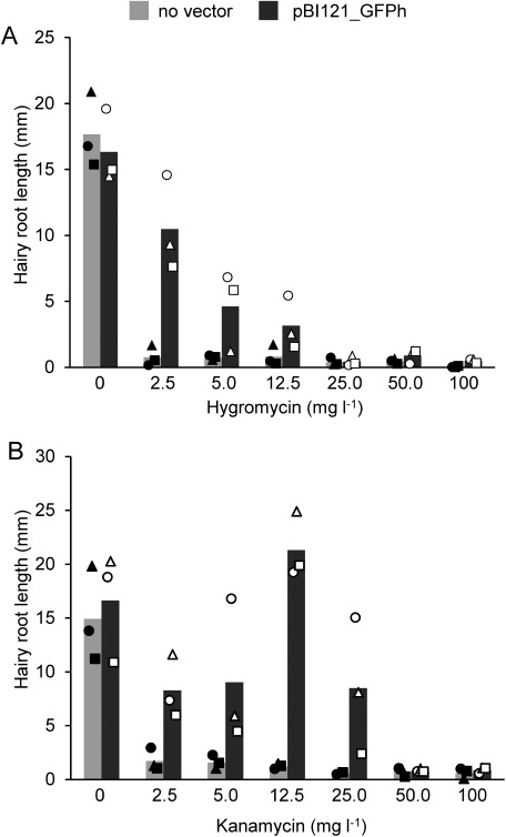 Figure 5. Resistance of hairy root lines to different concentrations of antibiotics. Hairy roots transformed with pBI121_GFPh were grown on medium containing the plant selection antibiotics hygromycin (A) or kanamycin (B), at concentrations of 0–100 mg l−1, for 20 days, and the extended root lengths were measured. Hairy roots generated with non-transformed A13 were used as a control (no vector). Bars represent the mean of three independent lines. These lines are genetically independent hairy root lines emerged from distinct explant tissues. Different shaped plots depict different independent lines and each plot represents the mean of six roots from each line.