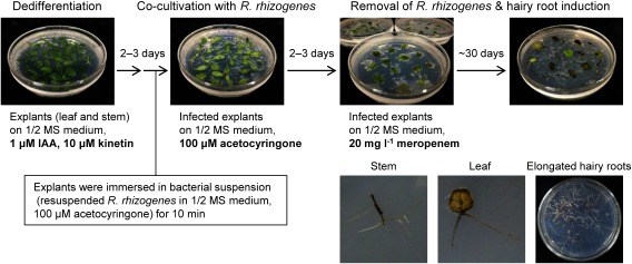 Figure 3. Schematic showing the method of L. erythrorhizon transformation using R. rhizogenes strain A13. Upper panels represent transformation flow and lower panels show emerged hairy roots from stem and leaf explants and elongated hairy roots.