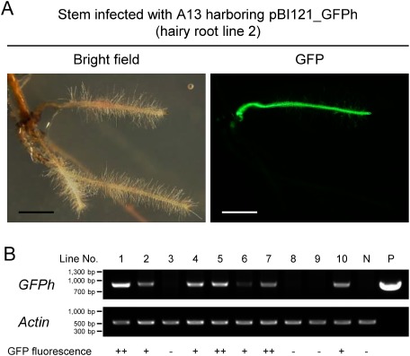 Figure 4. GFP fluorescence and genotyping of hairy roots. Analysis of hairy roots generated from stem explants, which had been infected with A13 harboring pBI121_GFPh. (A) Generated hairy root (line 2) showing GFP fluorescence. Bright field (left) and GFP fluorescence (right) images were taken at the same field of view. Scale bars, 2 mm. (B) Confirmation of transgene integration by genotyping PCR. Genomic DNA extracted from hairy roots was subjected to PCR amplification of the transgene GFPh and the endogenous gene Actin. Controls consisted of genomic DNA extracted from hairy roots generated with wild-type A13 (N, no plasmid) and the plasmid pBI121_GFPh (P). ++, very strong fluorescence; +, strong fluorescence; −, no fluorescence.