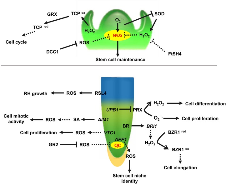 FIGURE 1