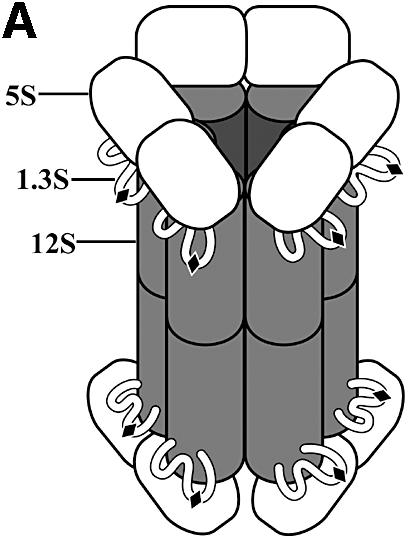 graphic file with name cdg244f1a.jpg