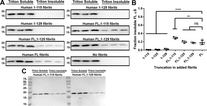 Figure 11.