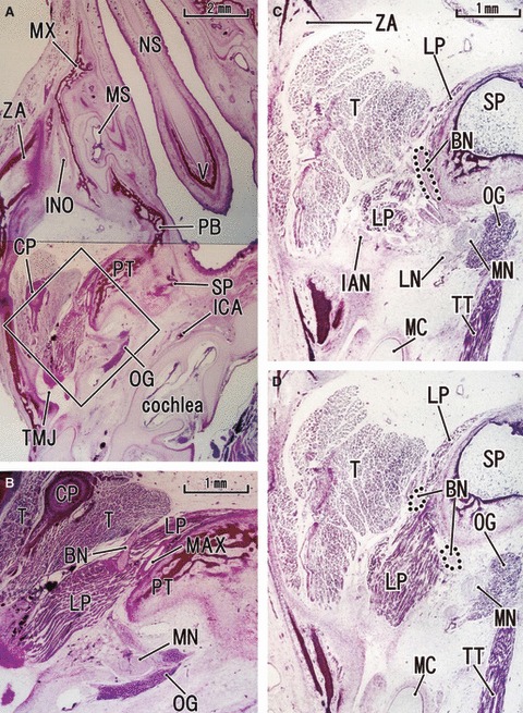 Fig. 4