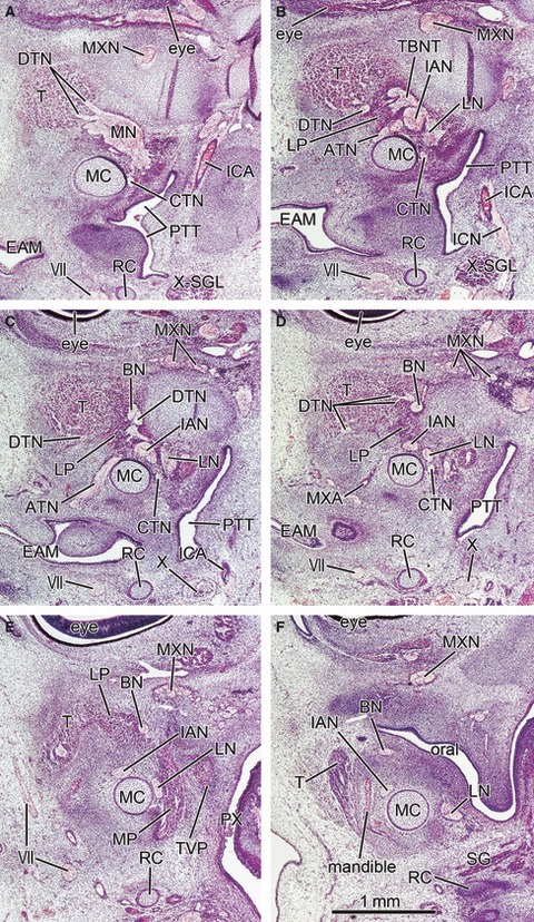 Fig. 7