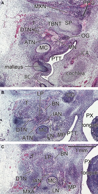 Fig. 8