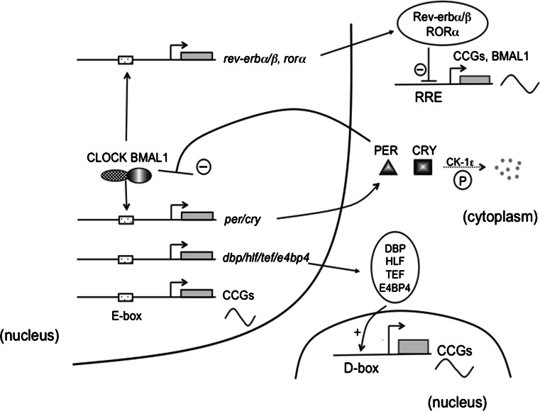 Fig. 1