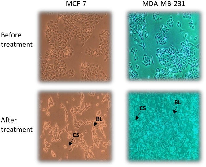 Fig 6