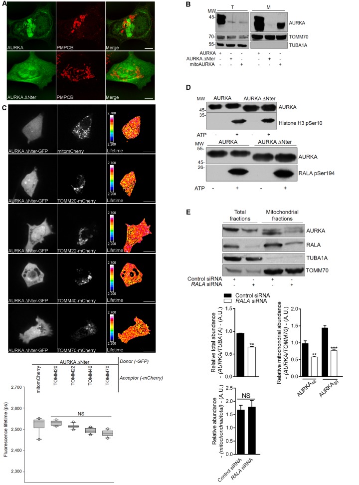 Figure 1—figure supplement 3.