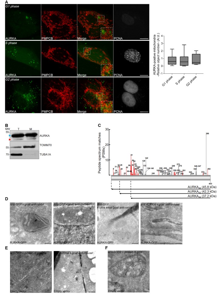 Figure 1—figure supplement 1.