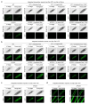 Extended Data Fig. 3.