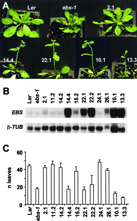 Figure 5.