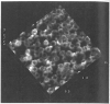 Fig. 11