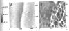 Fig. 10