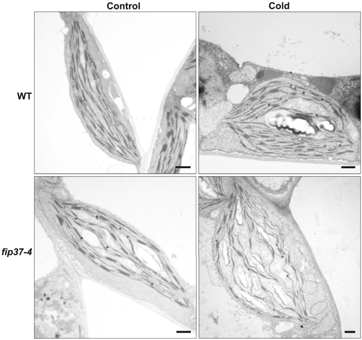 Figure 6