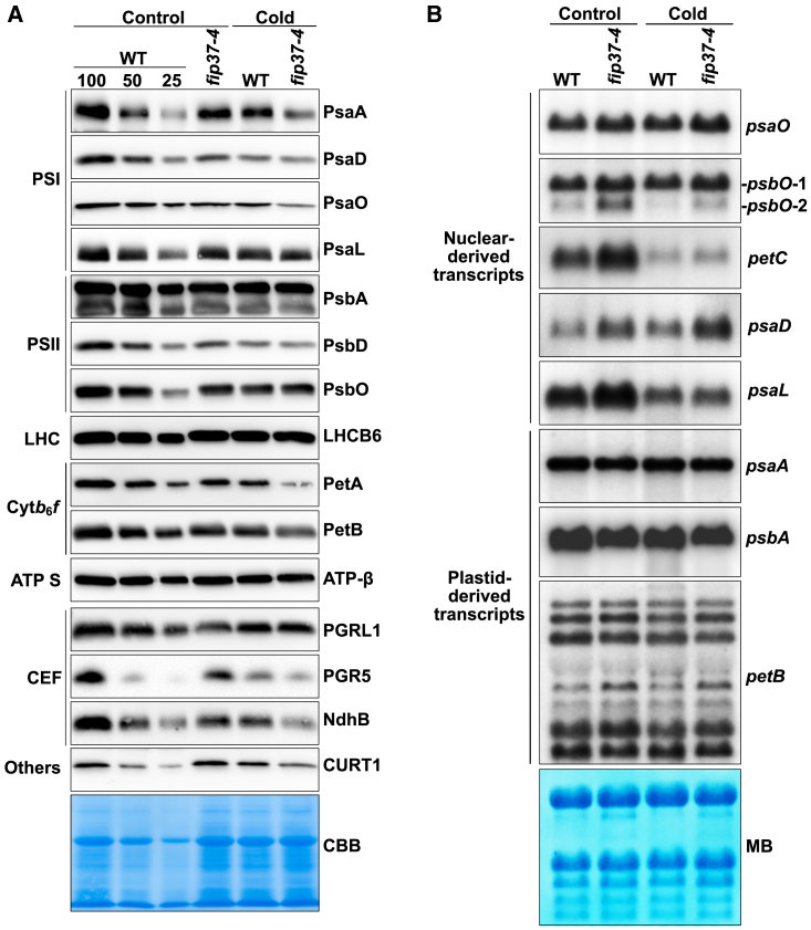 Figure 4