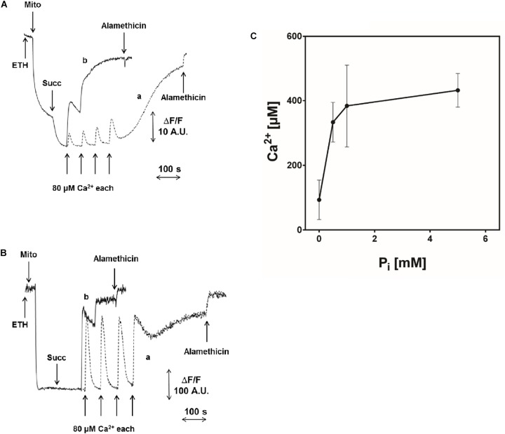 FIGURE 4