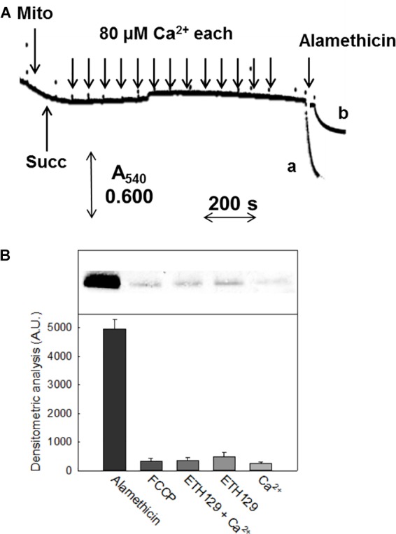 FIGURE 3