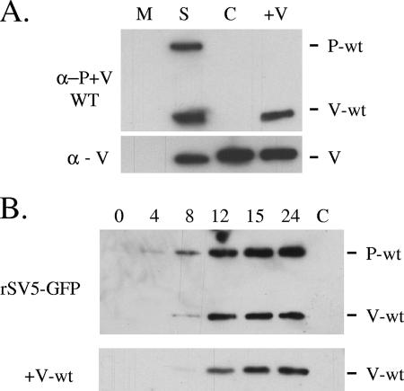 FIG. 2.