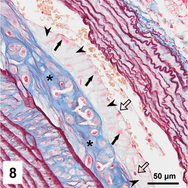 Fig. 8