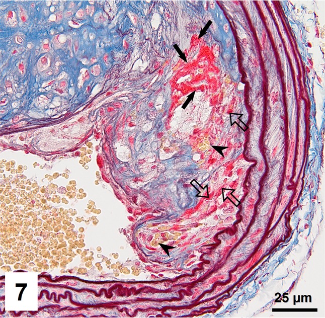 Fig. 7