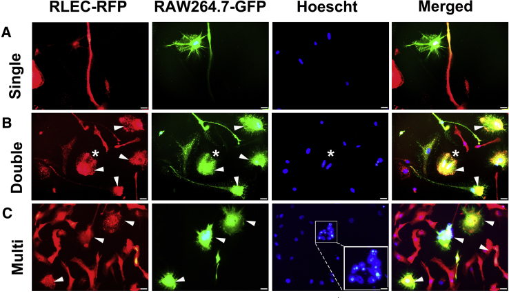 Figure 11