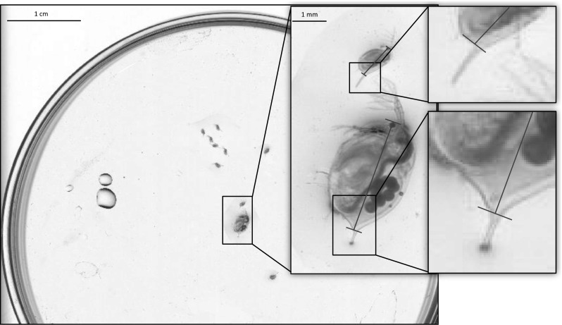 Fig. 1