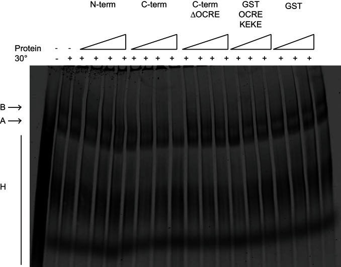 Figure 6—figure supplement 1.