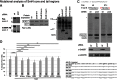 Figure 5—figure supplement 3.