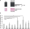 Figure 2—figure supplement 1.