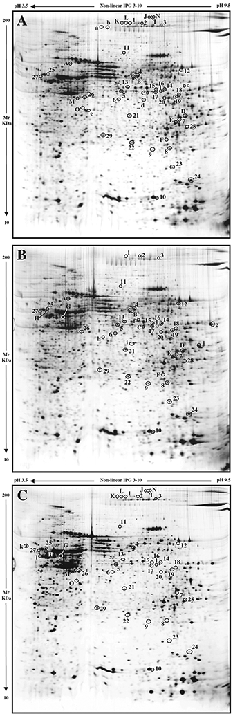 Fig. 1 –