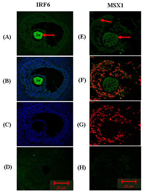 Figure 21