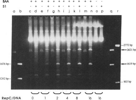 graphic file with name pnas01046-0386-a.jpg