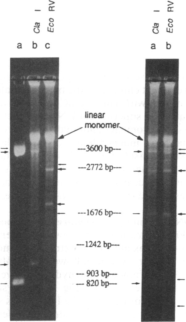 graphic file with name pnas01046-0384-a.jpg