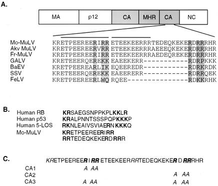 FIG. 1.