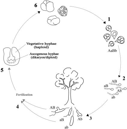 FIG. 1.