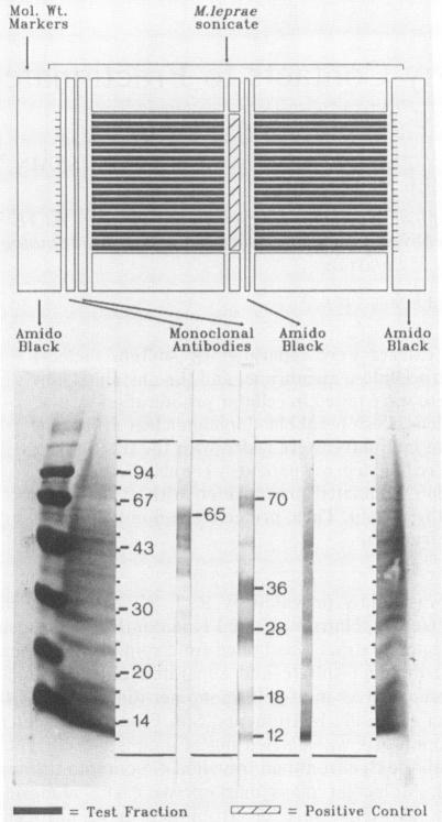 graphic file with name iai00068-0222-a.jpg