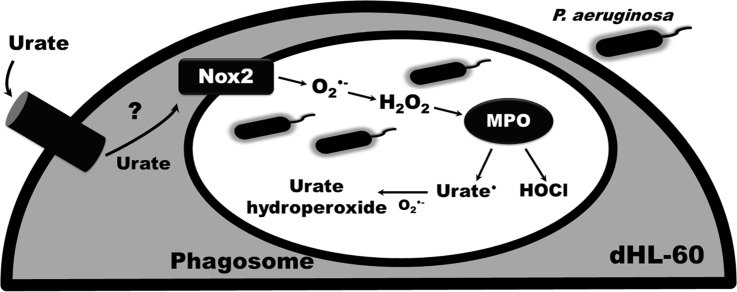 fx1